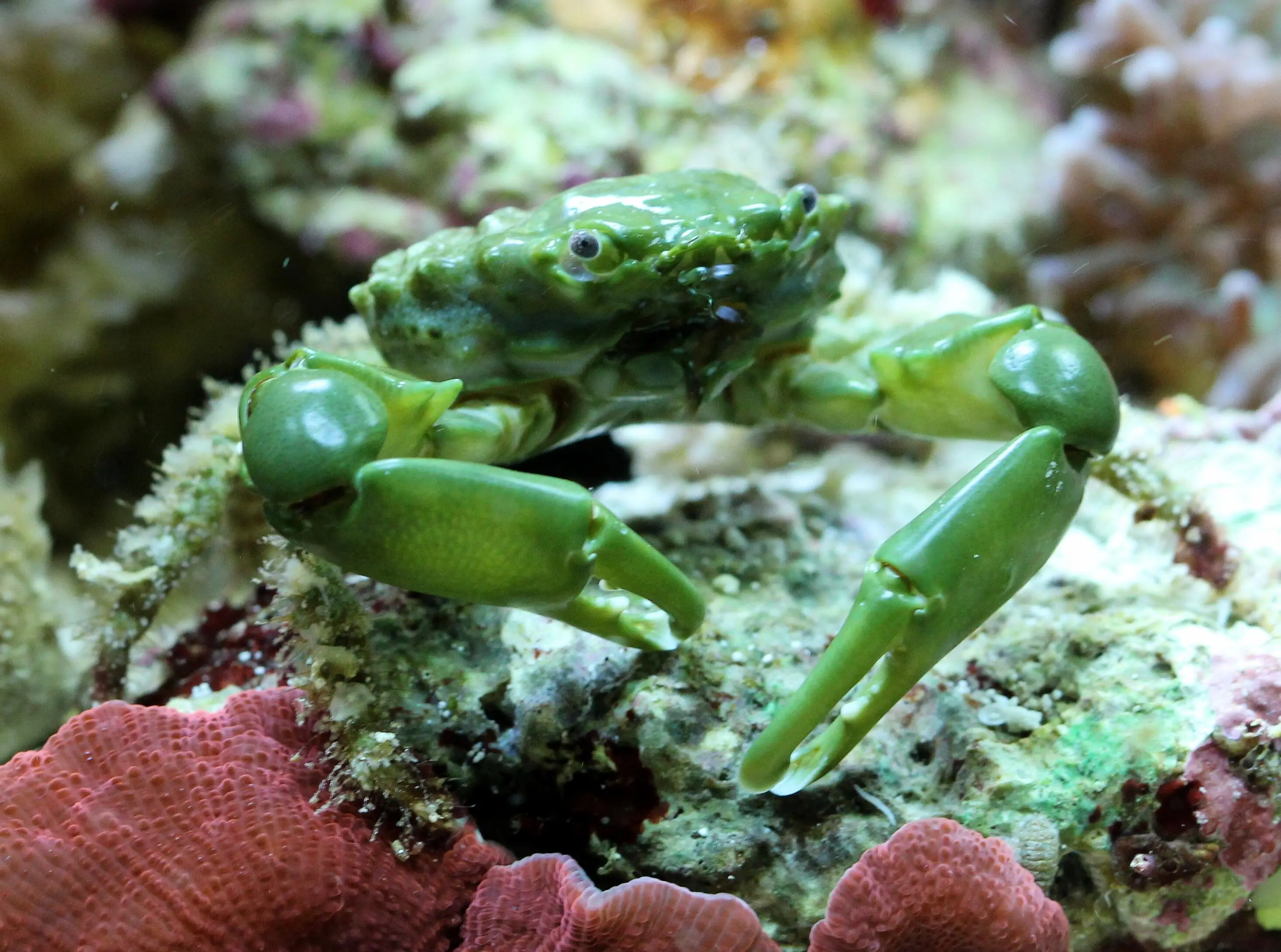 Mitrax Krabbe (Mithraculus sculptus)